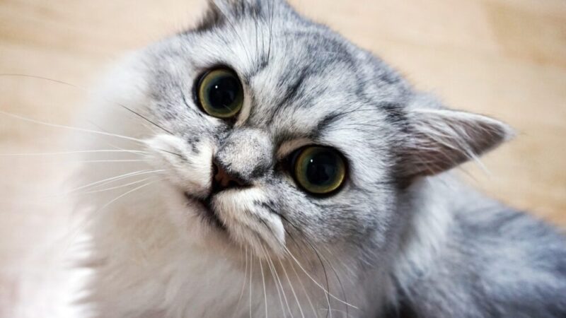 【必見】ペルシャにおすすめな猫グッズ3選 