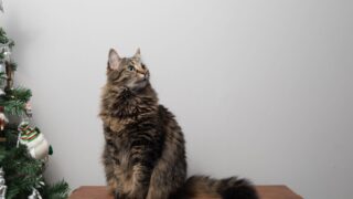 ペルシャを飼うのは大変って本当？体験談とアドバイスをご紹介 